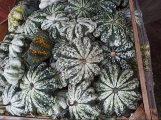Vendo grandes cantidades de calabazas ornamentales. Varias variedades. Para