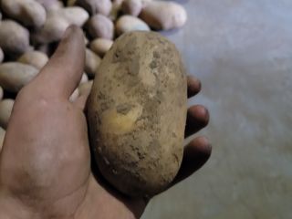 Hola, tengo papas Queen Anna de mi propia finca