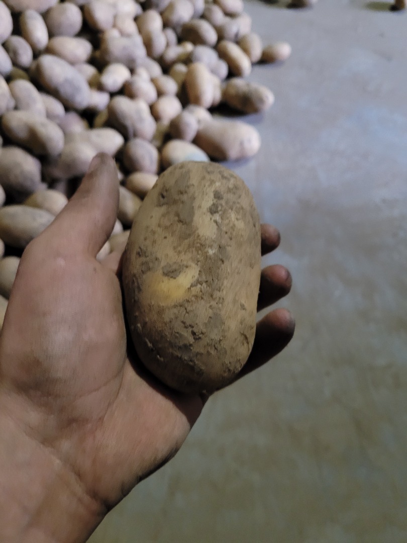 Hola, tengo papas Queen Anna de mi propia finca a la venta