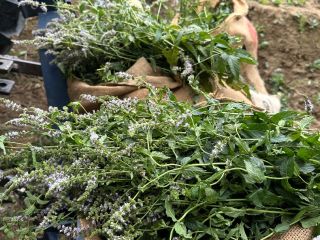 Hierba de menta orgánica certificada