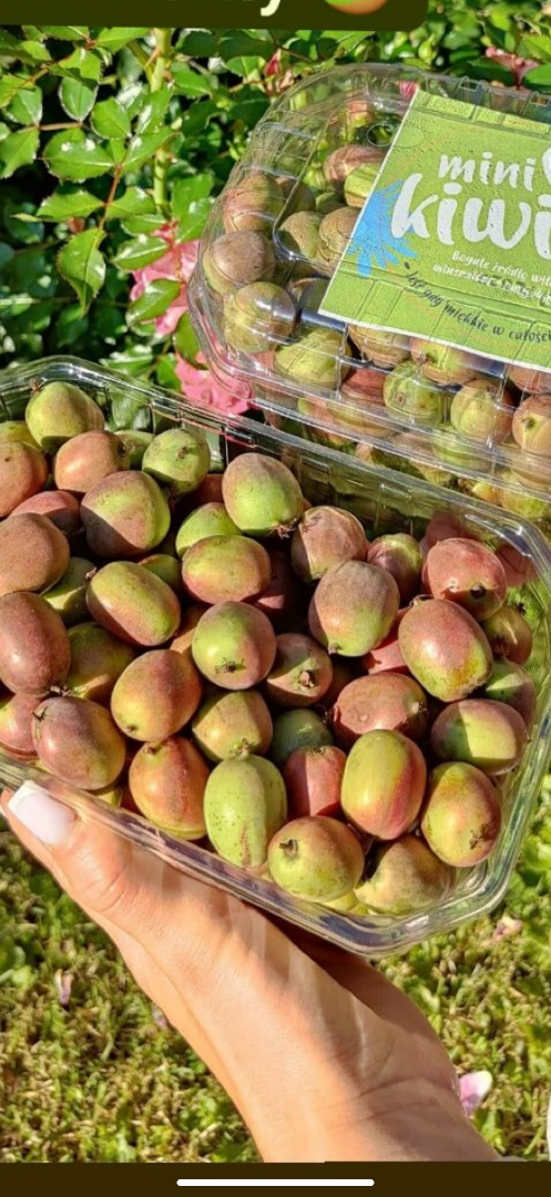 Mini kiwis Weiki a la venta