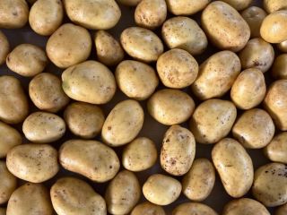 El productor ofrece patatas Soraya de alta calidad (otras