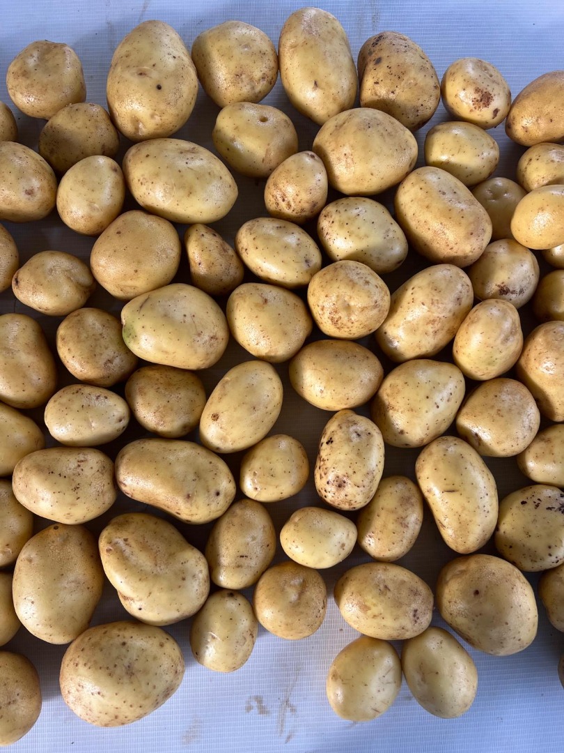El productor ofrece patatas Soraya de alta calidad (otras variedades disponibles más adelante)