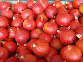 Tengo aproximadamente 100 toneladas de calabazas de Hokkaido a