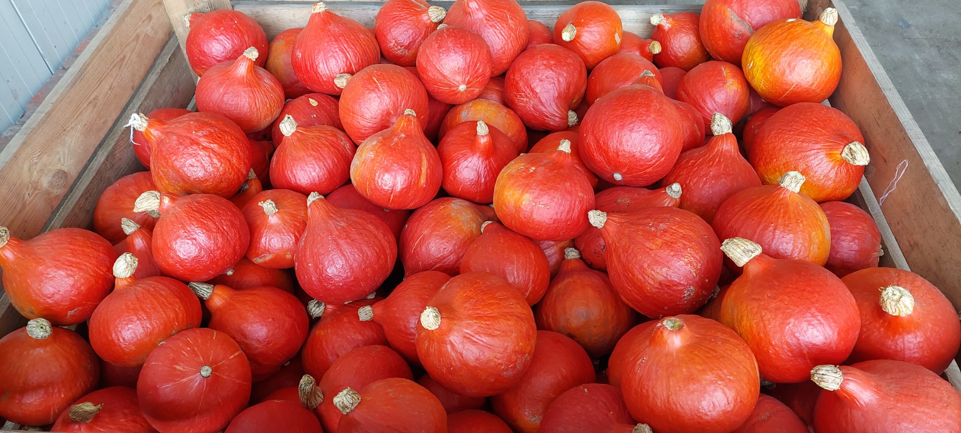 Tengo aproximadamente 100 toneladas de calabazas de Hokkaido a la venta