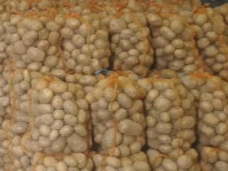 Hola, vendo patatas Colomba grandes (más de 5,5 cm).