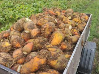 Vendo remolacha forrajera, variedad Solidar bis. Ideal para ganado,