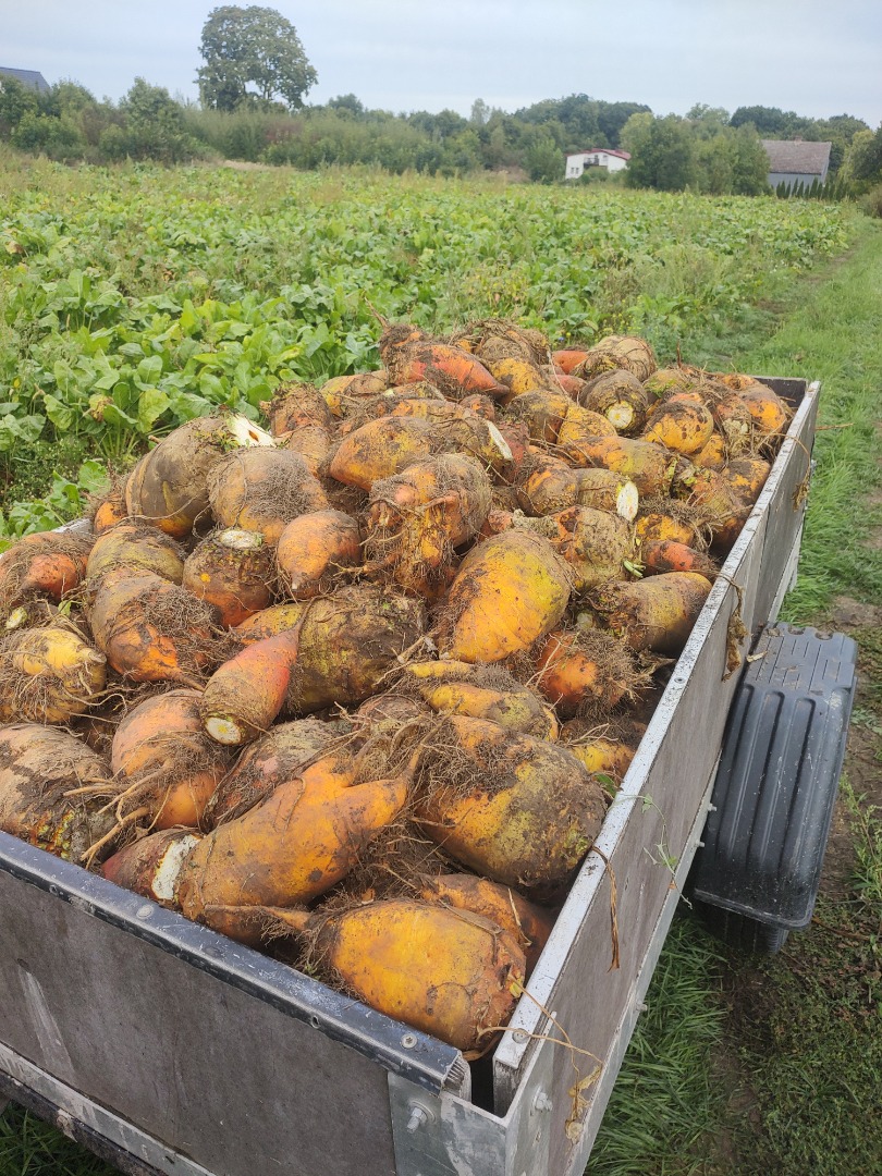 Vendo remolacha forrajera, variedad Solidar bis