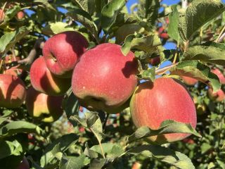 Vendo manzanas en cajas-palés del comprador o en las
