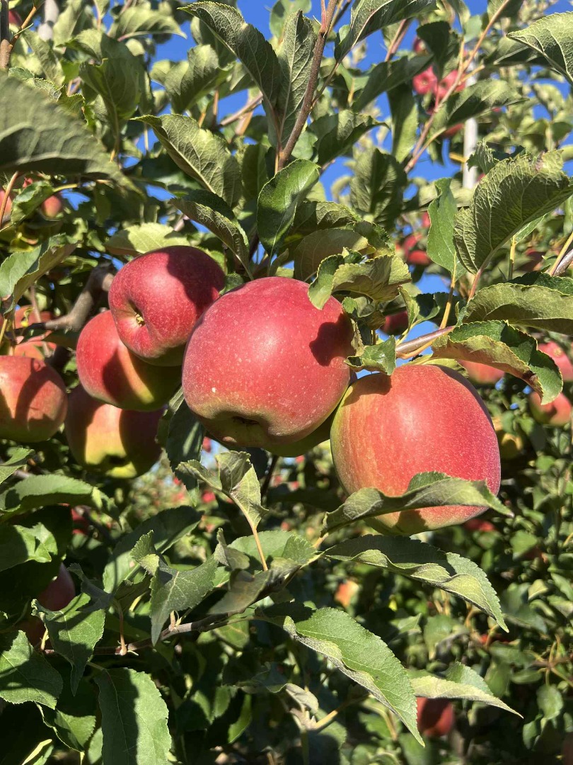 Vendo manzanas en cajas-palés del comprador o en las mías