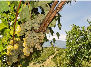 Vendo uvas Fiano di Avellino.