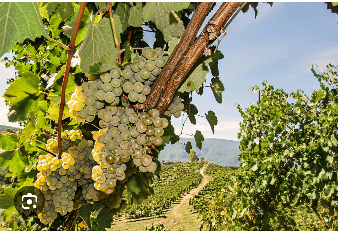 Vendo uvas Fiano di Avellino