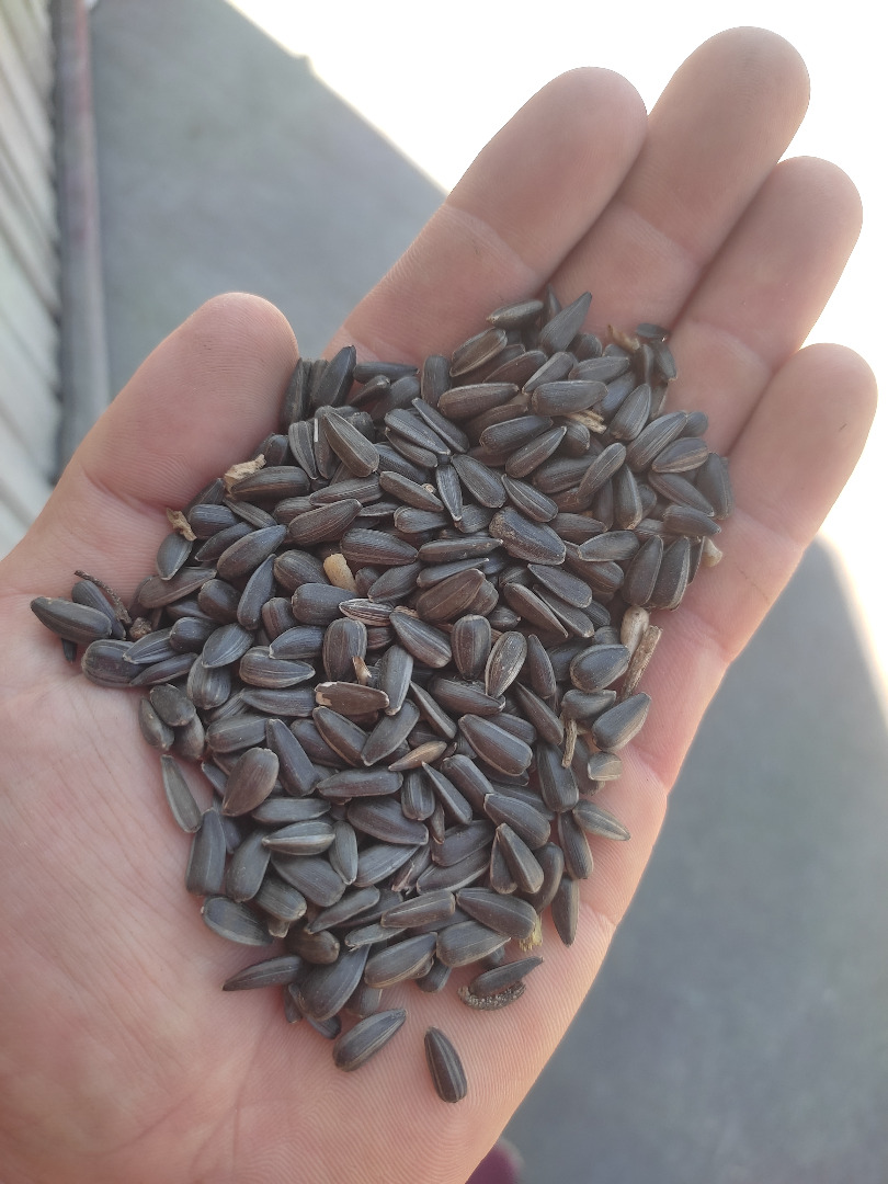 Semillas de girasol negras * Pureza del 97-98% * 2,5 g/kg para compras de sacos grandes de al menos 1000 kg, envasadas en bolsas de 0,20 g por kg * Precio