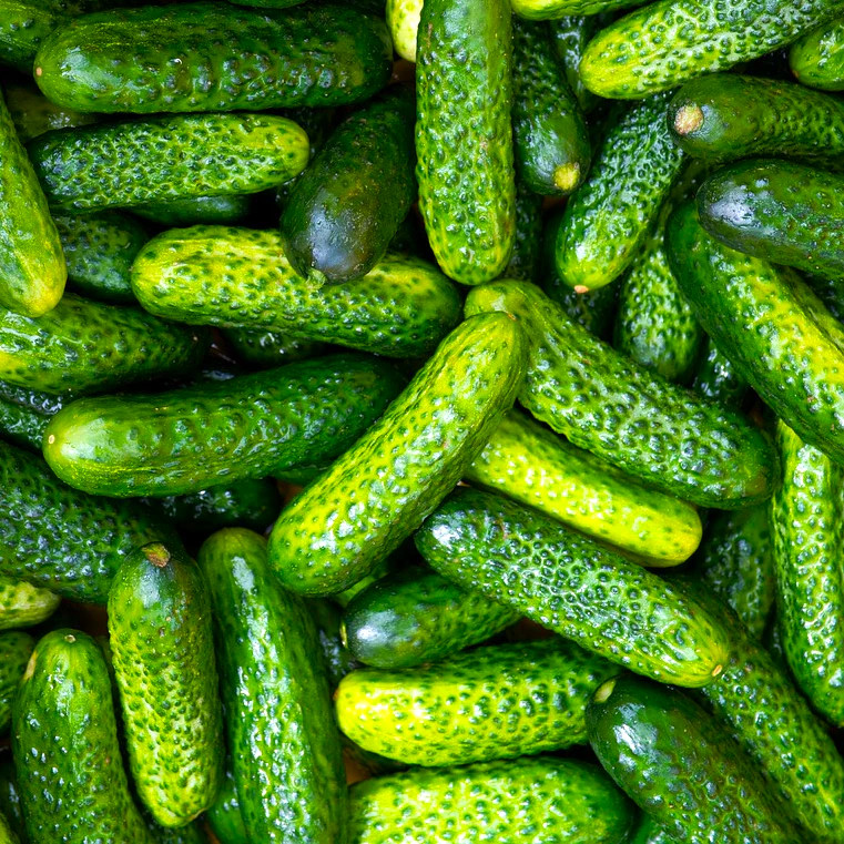 Necesitamos pepinillos (3-6cm) 20 toneladas o más, para exportar a Serbia