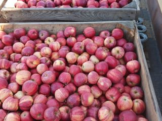 Vendo 9 toneladas de manzanas Gala rayadas, desde 6,50