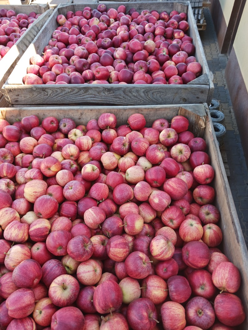 Vendo 9 toneladas de manzanas Gala rayadas, desde 6,50 por caja