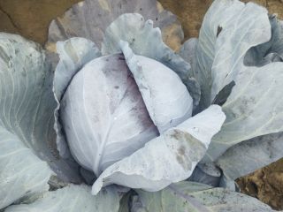 Soy un productor de verduras polaco, por favor contácteme,