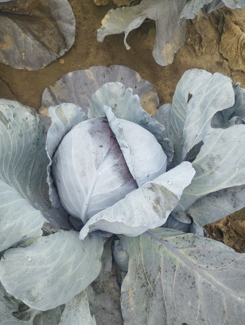 Soy un productor de verduras polaco, por favor contácteme, estableceré cooperación con mayoristas italianos