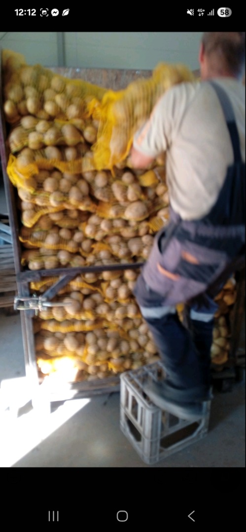 Papas amarillas a la venta en lotes pequeños y grandes