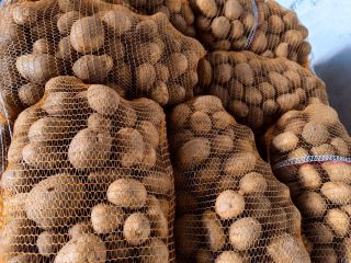 Venta al por mayor de patatas de alta calidad
