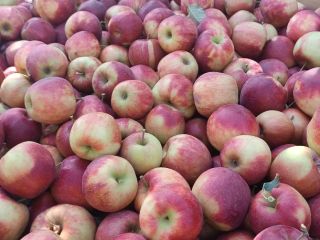 Vendo una manzana Jonaprince limpia y bonita, sin granizo,