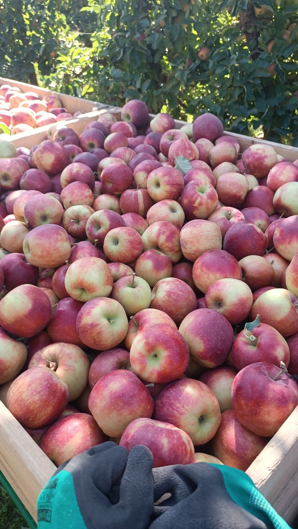 Vendo una manzana Jonaprince limpia y bonita, sin granizo, unas 150 cajas