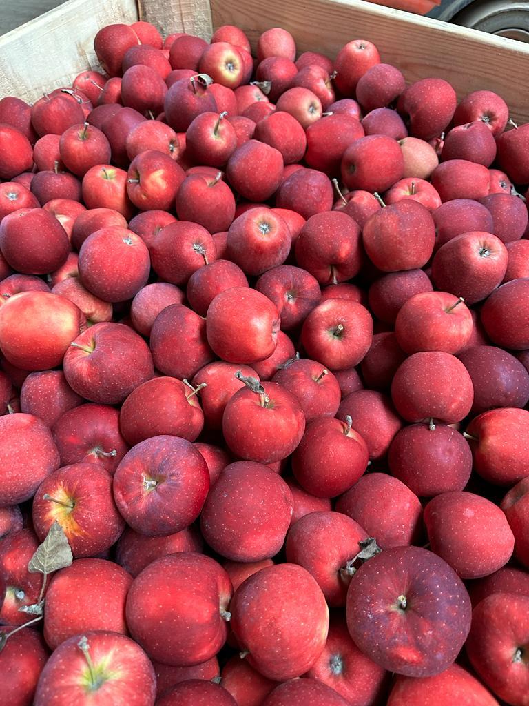 Somos proveedores de confianza de frutas y verduras frescas en Polonia