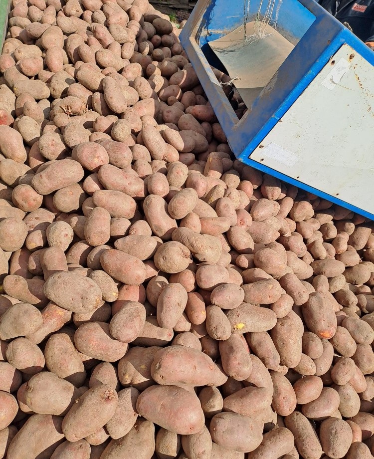 Ofrecemos papas rojas y amarillas al por mayor