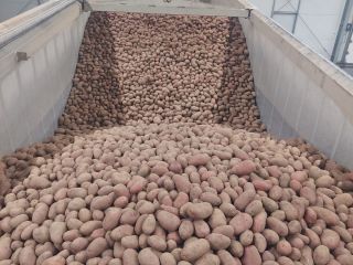 Ofrecemos papas rojas y amarillas al por mayor. Empacadas