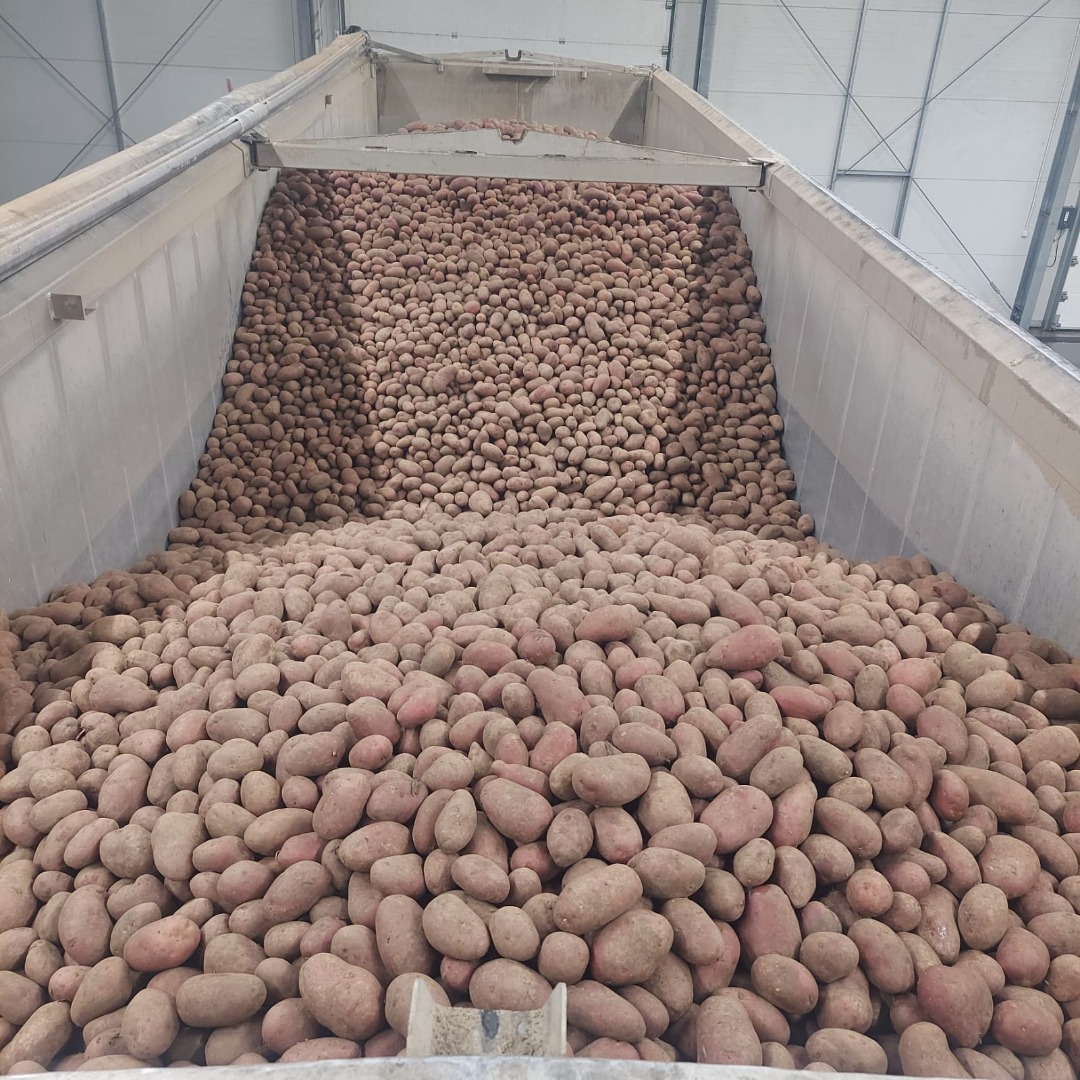 Ofrecemos papas rojas y amarillas al por mayor