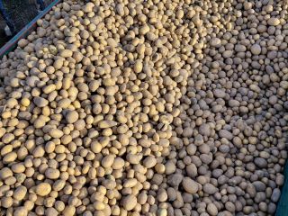 Vendo papas de las variedades Retsonia y Soraja. Tengo