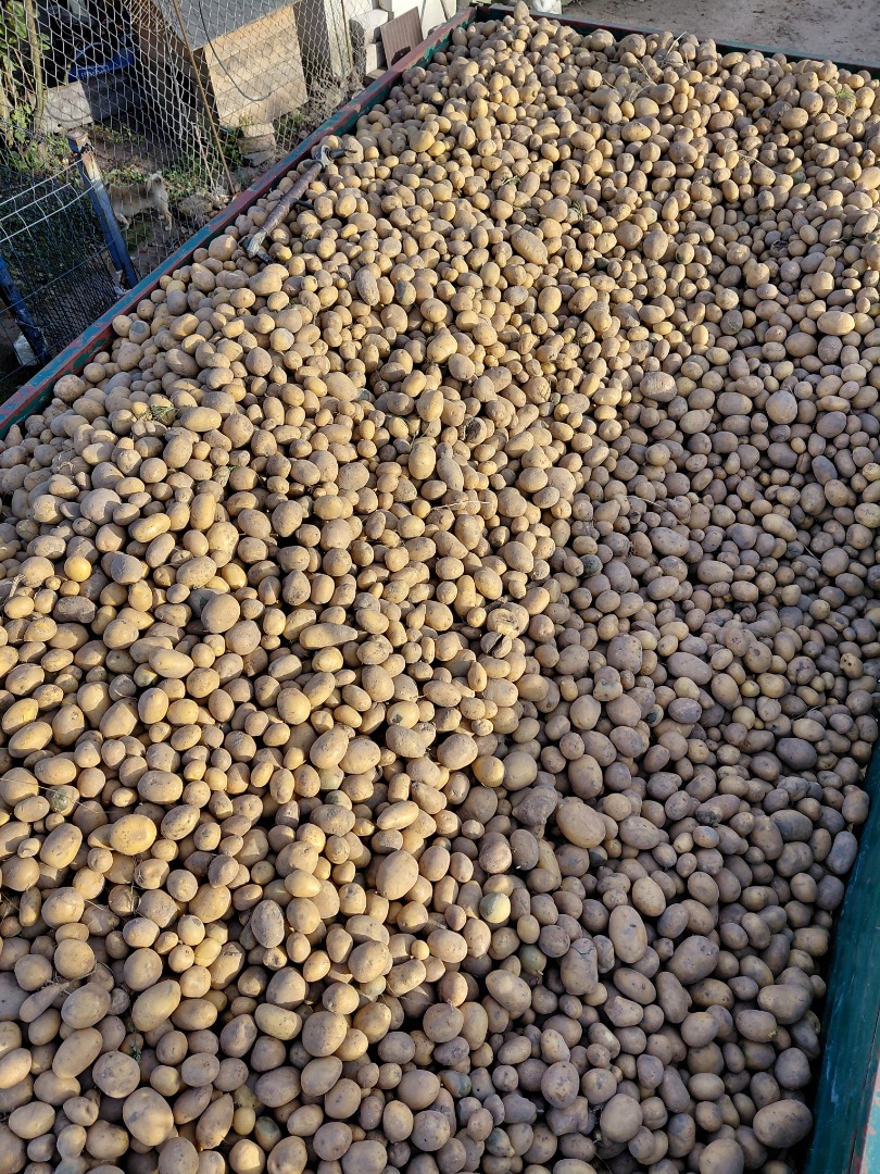 Vendo papas de las variedades Retsonia y Soraja