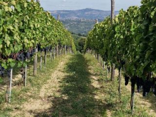Vendo uvas Aglianico di Montemarano, procedentes de viñedos familiares