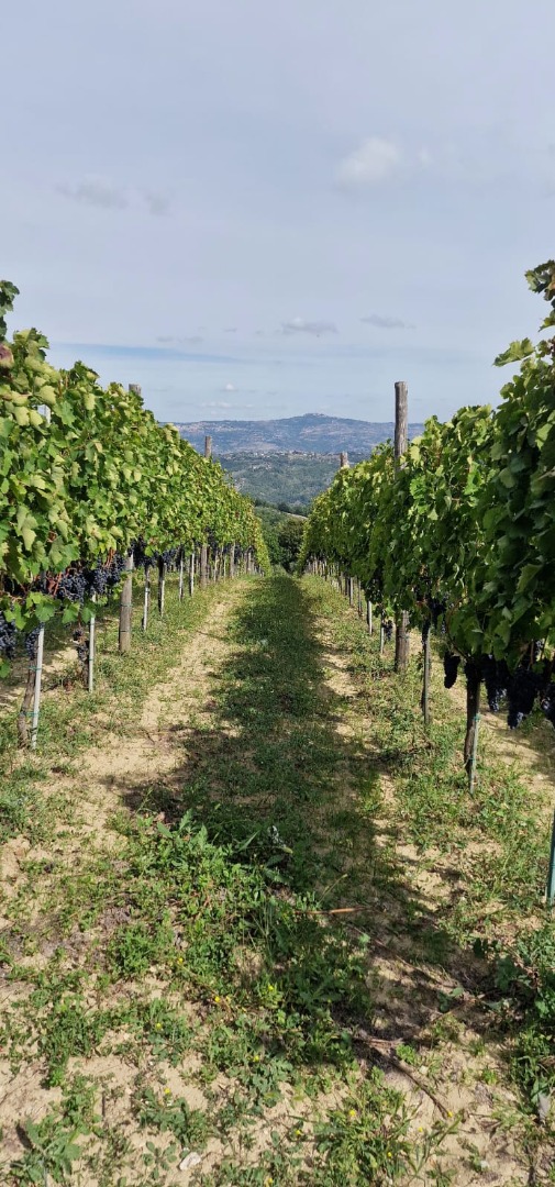 Vendo uvas Aglianico di Montemarano, procedentes de viñedos familiares en espaldera en las colinas de Irpinia
