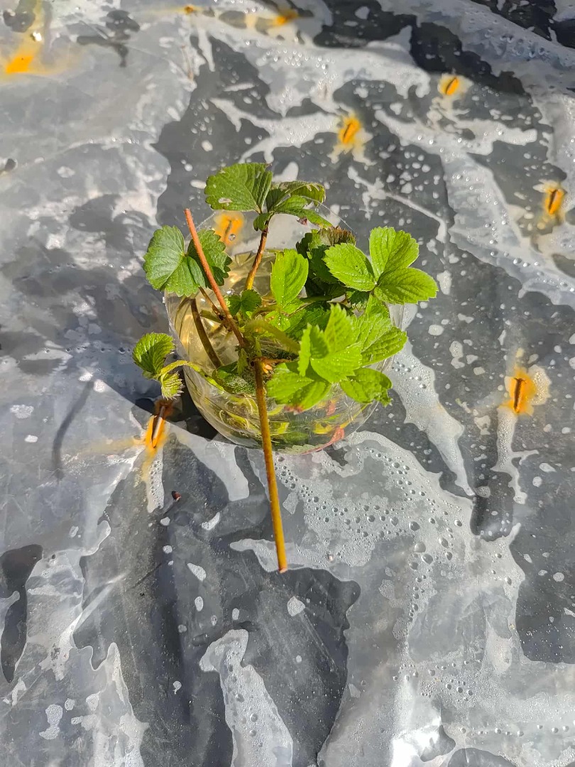 Hola, tengo plántulas de fresa para la venta
