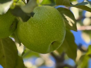 Se venden 50-60 toneladas de manzanas Granny Smith, clase
