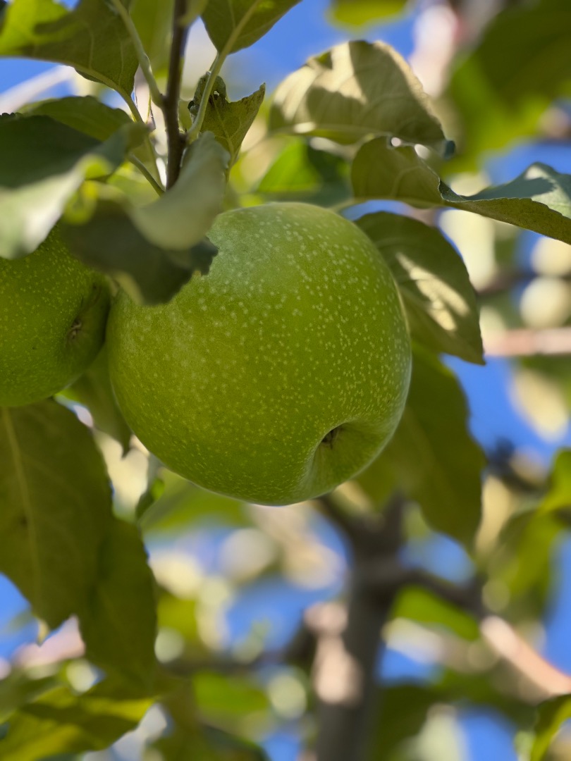 Se venden 50-60 toneladas de manzanas Granny Smith, clase I, calibre 7+