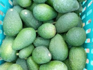 Ofrecemos aguacate Hass premium proveniente de la región de