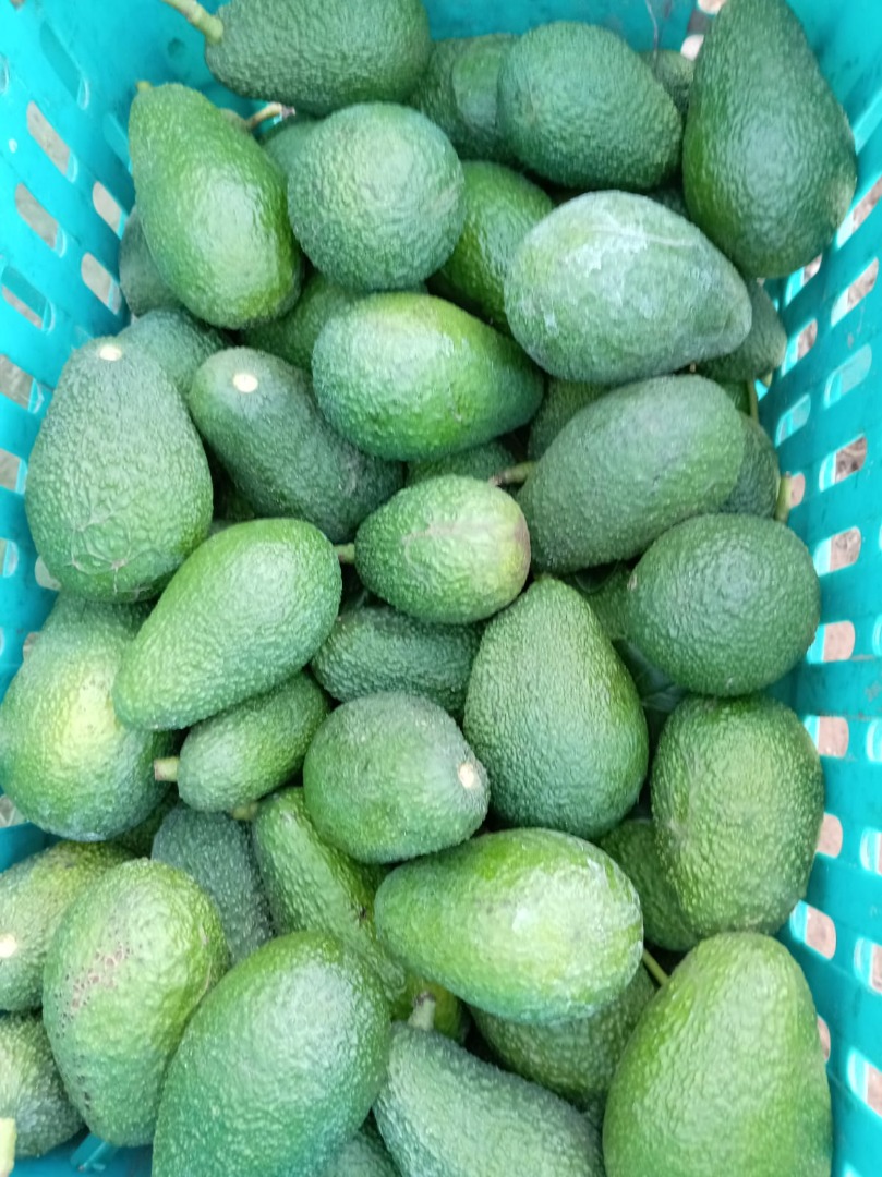 Ofrecemos aguacate Hass premium proveniente de la región de Kenitra, Marruecos, reconocida por su clima ideal que garantiza sabor, textura y frescura