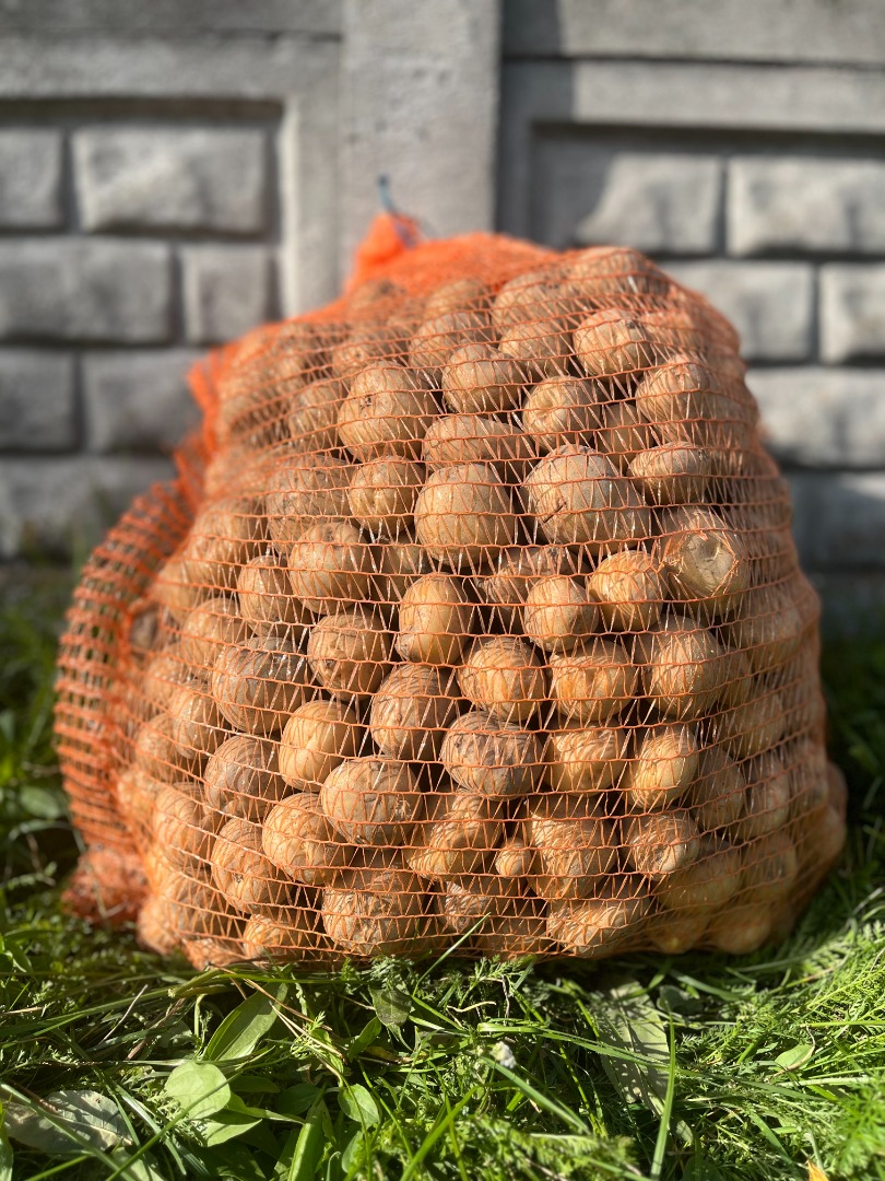 Papas Bryza: ¡directamente del agricultor! Tenemos papas comestibles frescas y deliciosas para usted: en sacos de 15 kg (precio a determinar) y en sacos de 25