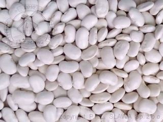 Vendo judías enanas, cosecha 2025. Envases: 10kg, 25kg, 50kg