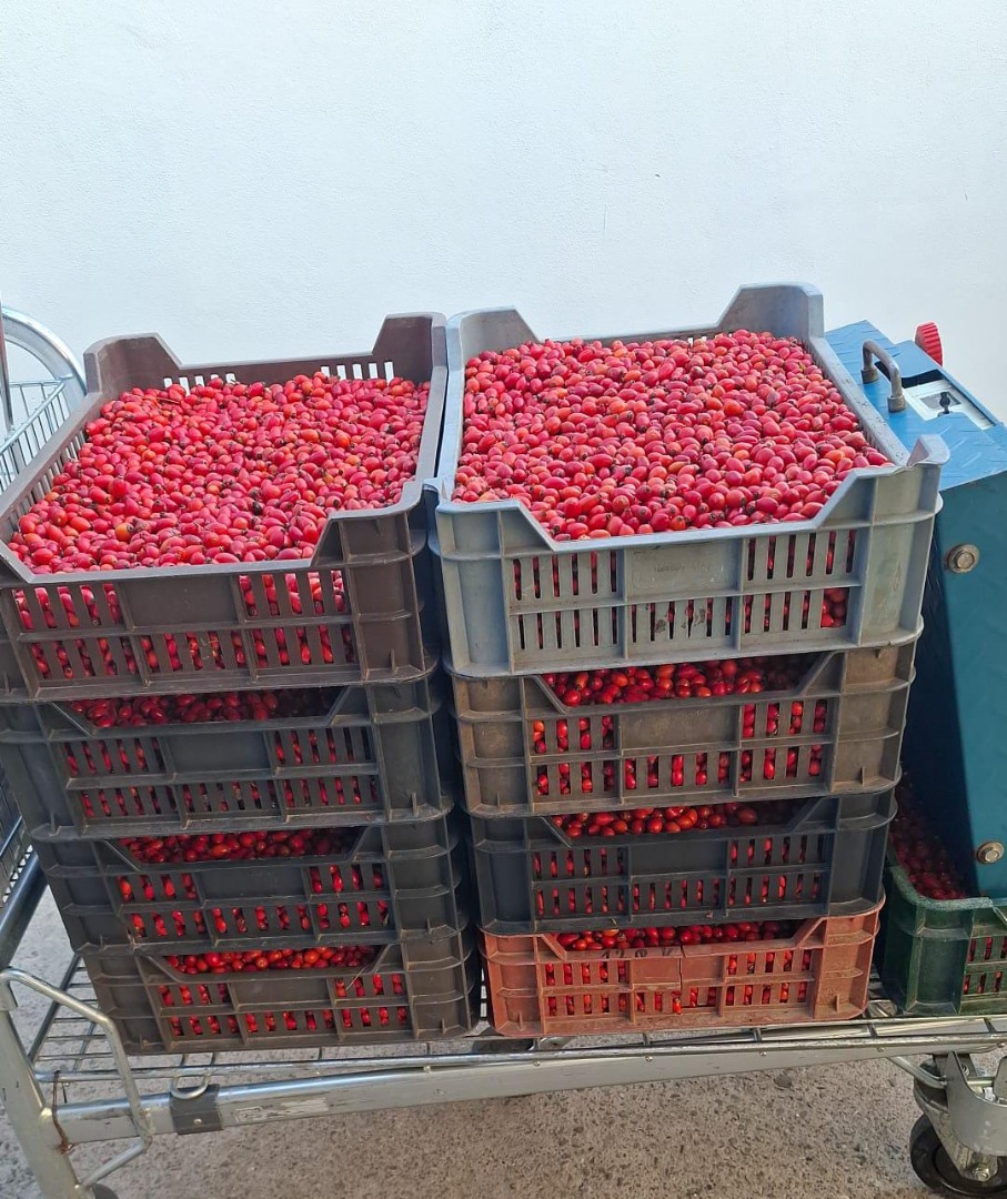 Vendo escaramujos recogidos a mano, cantidad disponible 2 toneladas, precio negociable [teléfono]