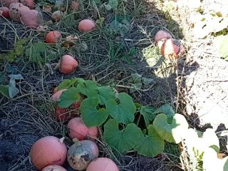 Vendo calabazas en grandes cantidades. 0,70 PLN por kg.