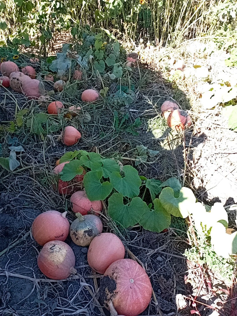 Vendo calabazas en grandes cantidades