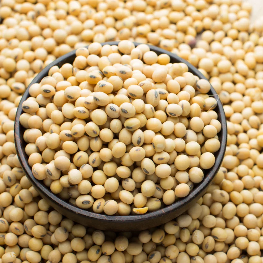 Soja sin OGM apta para consumo humano Pureza 98% Dimensión Entero Humedad 13,5% Máximo Máximo de Divisiones 10% Proteína 42% y más Color Claro a Amarillo