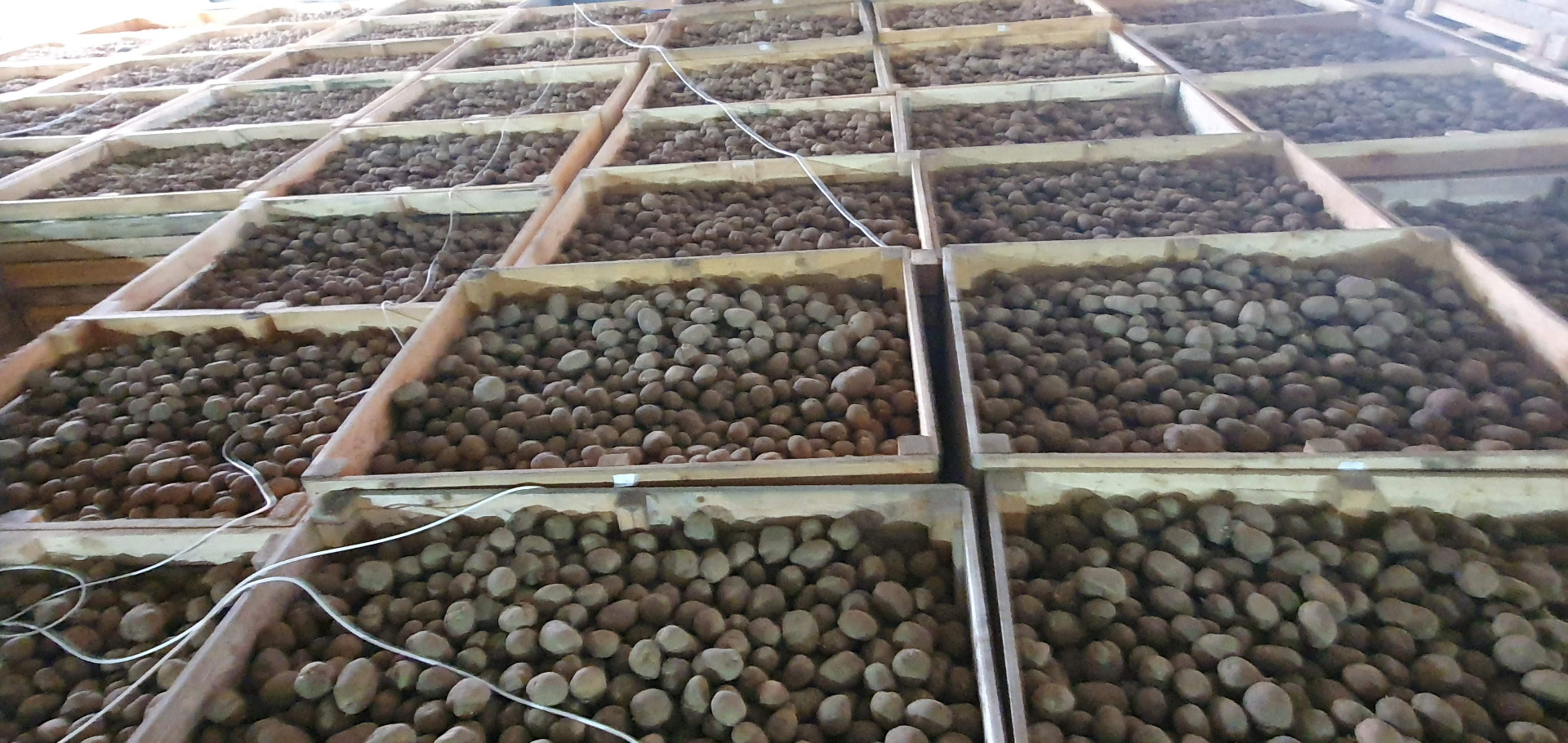 Vendo patatas Vinieta, Bernina Calibre 60+ Envasadas en sacos de 10 o 15 kg