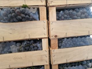 Hola. Tengo 78 toneladas de uvas moldavas para vender,