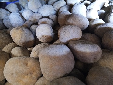 Patatas de la variedad Agata, cultivadas en la llanura del Fucino