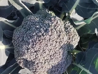 Vendo brocoli en floretes o floretes enteros, cantidad y