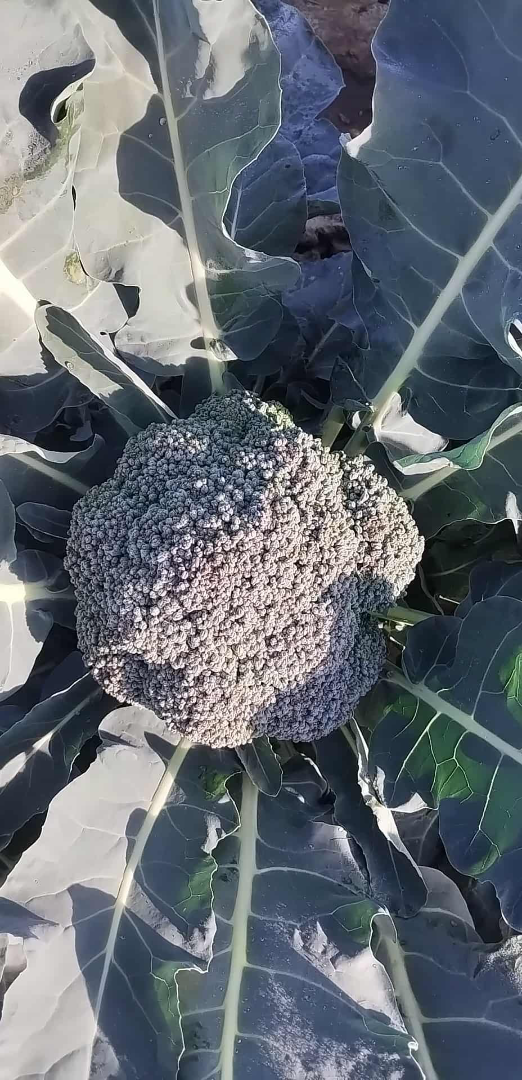 Vendo brocoli en floretes o floretes enteros, cantidad y precio negociable